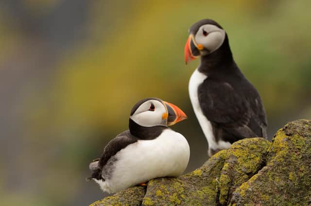 Puffins have returned to the Isle of May.