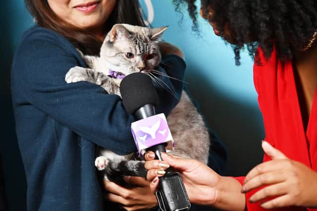 Internet sensation Nala the Cat is estimated to be worth a cool £73.4million.