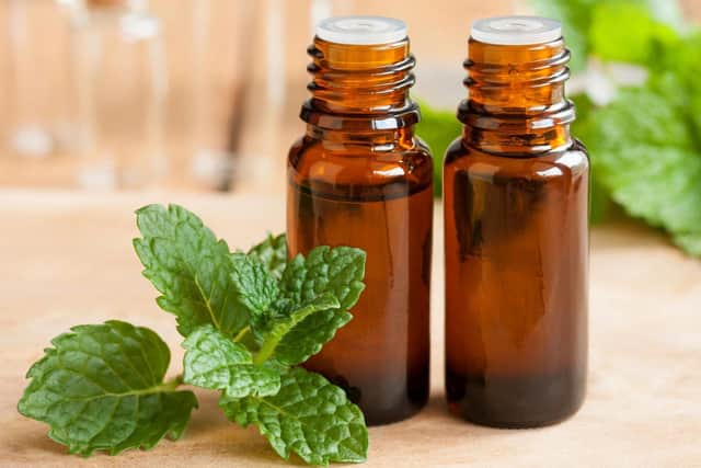 Want to get rid of Spiders without killing them? Explore natural repellents like peppermint oil, Spiders are repulsed by their intense scent.