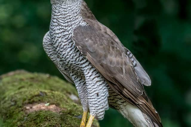 A goshawk was also killed by the gamekeeper, with his £300 fine criticised by RSPB Scotland. PIC: Andy Morffew/Creative Commons.