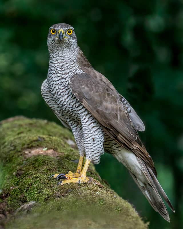 A goshawk was also killed by the gamekeeper, with his £300 fine criticised by RSPB Scotland. PIC: Andy Morffew/Creative Commons.