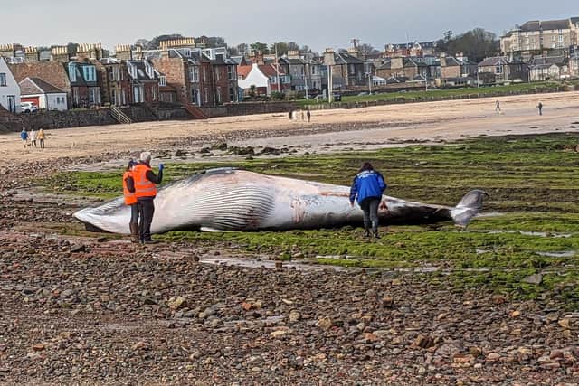 The minke whale carcass washed up on the beach