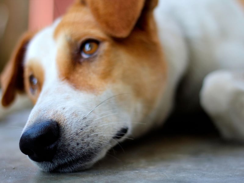 A dog's tail can tell you lots about how they are feeling - raised high and wagging means they are happy, drooping and lifeless points to a less contented and more stressed pooch.