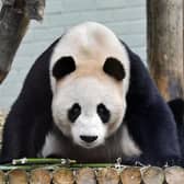 Yang Guang, one of the two pandas at Edinburgh Zoo on loan from China. Yuang Guang and Tian Tian arrived in 2011.