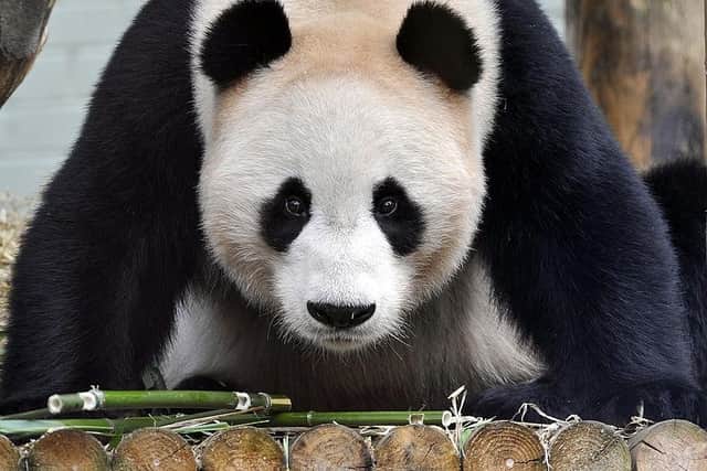 Yang Guang, one of the two pandas at Edinburgh Zoo on loan from China. Yuang Guang and Tian Tian arrived in 2011.