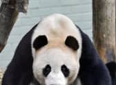 Yang Guang, one of the two pandas at Edinburgh Zoo on loan from China. Yuang Guang and Tian Tian arrived in 2011.
