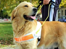 Many dogs aren't merely pets - they also carry out important jobs for their handlers.
