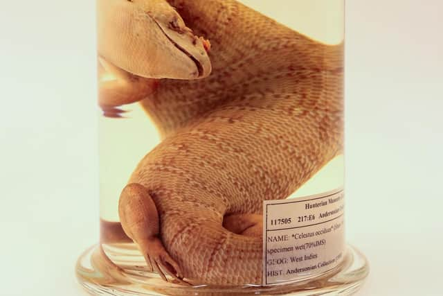 The Jamaican Giant Galliwasp (Celestus occiduus) is to be returned to its native country. Picture: The Hunterian, University of Glasgow.