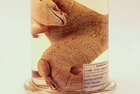 The Jamaican Giant Galliwasp (Celestus occiduus) is to be returned to its native country. Picture: The Hunterian, University of Glasgow.