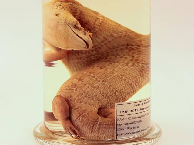 The Jamaican Giant Galliwasp (Celestus occiduus) is to be returned to its native country. Picture: The Hunterian, University of Glasgow.