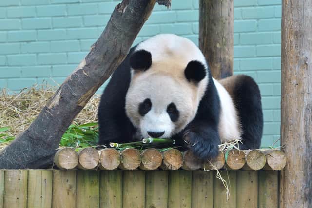 Yang Guang is one of two giant pandas at Edinburgh Zoo. Picture: Joey Kelly