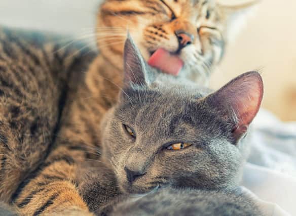 These 10 breeds of cat are most likely to get along with other cats in the household. Cr: Getty Images/Canva Pro