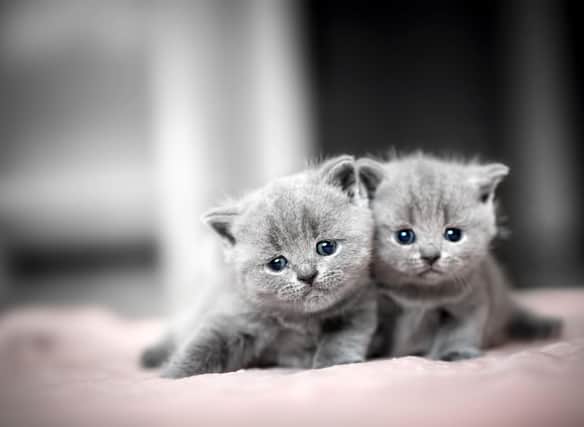 Here are 10 breeds of cat bond well with other cat breeds. Cr: Getty Images/Canva Pro
