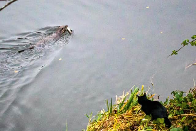 A cat watches an otter with a fish on the bank of the River Don near Aberdeen, Scotland.