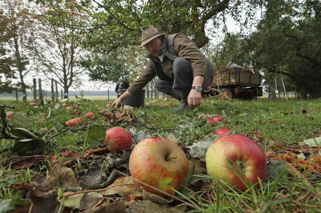 Schools can help bring about a rival of orchards, with knock-on benefits for education, diet and nature (Picture: Sean Gallup/Getty Images)