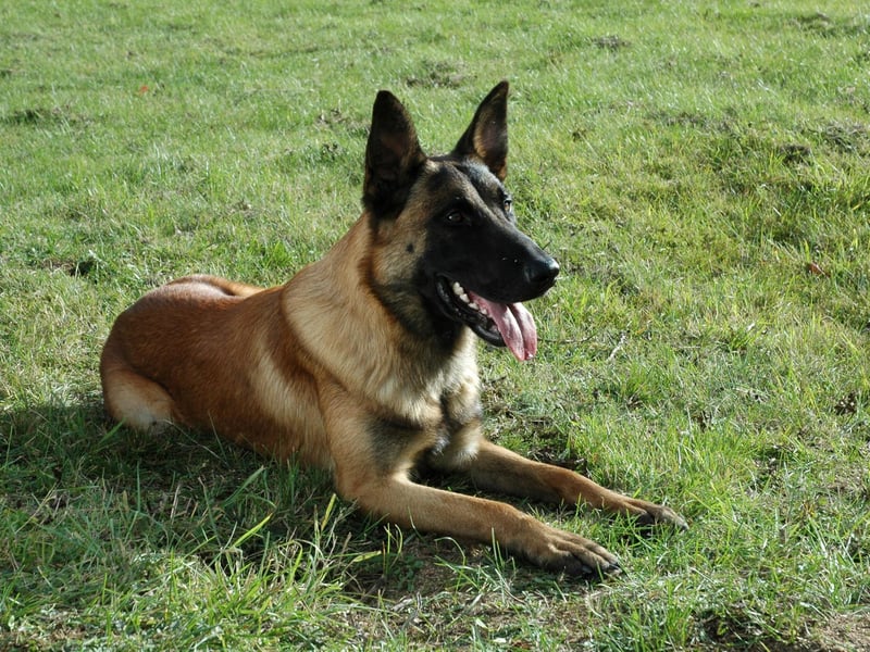 The versatile Belgian Malinois is said to make an unbreakable bond with its human. This breed is seeing its highest monthly search volume than ever before in the UK, increasing by 82% since January this year to now, when it reached 162k searches a month. They’re smart and eager and need lots of exercise, preferable by the side of their beloved owner.