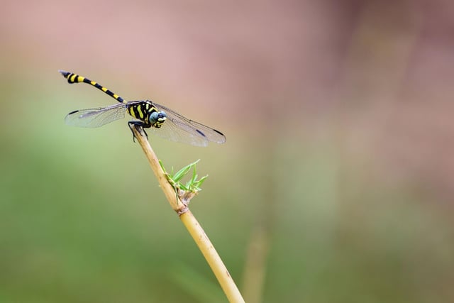 Fossil records have shown creatures similar to modern day dragonflies dating back around 300 million years. June's a great time to see these fascinating creatures flying over burns, lochsides, moorland and woodland edges. Scotland's largest species, the dramatic Golden-ringed Dragonfly, makes for an incredible sight as it cuises its territory in a never-ending hunt for food - needing to eat its own body weight every day.