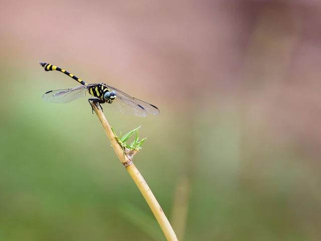 Fossil records have shown creatures similar to modern day dragonflies dating back around 300 million years. June's a great time to see these fascinating creatures flying over burns, lochsides, moorland and woodland edges. Scotland's largest species, the dramatic Golden-ringed Dragonfly, makes for an incredible sight as it cuises its territory in a never-ending hunt for food - needing to eat its own body weight every day.