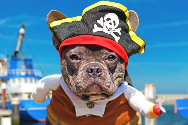 There'll be danger on the high seas if you choose to dress your four-legged friend up as a pirate. Captain Dogwash anyone?