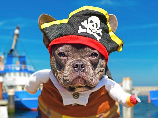 There'll be danger on the high seas if you choose to dress your four-legged friend up as a pirate. Captain Dogwash anyone?