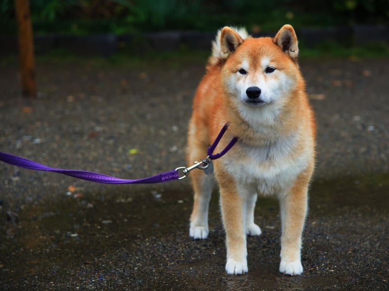 The Akita gets its name from the area of Japan from which it originated - the snowy mountainous lands of Odate, in the Akita Prefecture.