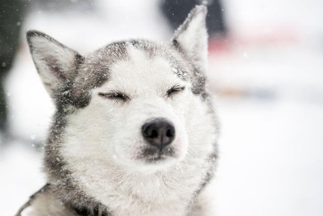 When you head out, try limiting their time in the snow. Most healthy dogs will be safe to enjoy the frosty weather, but factors like breed and age do come into play. Puppies and smaller breeds have less fat and may struggle to regulate body temperature. Older dogs or dogs with pre-existing health conditions are also at higher risk in the winter months. Healthy medium to large breeds should be able to have about 30 minutes of exercise in the snow without experiencing any discomfort. Limit time for smaller and short-haired breeds to around 15-20 minutes.