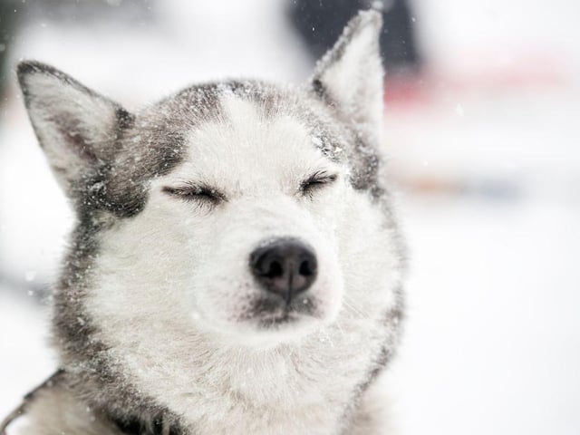 When you head out, try limiting their time in the snow. Most healthy dogs will be safe to enjoy the frosty weather, but factors like breed and age do come into play. Puppies and smaller breeds have less fat and may struggle to regulate body temperature. Older dogs or dogs with pre-existing health conditions are also at higher risk in the winter months. Healthy medium to large breeds should be able to have about 30 minutes of exercise in the snow without experiencing any discomfort. Limit time for smaller and short-haired breeds to around 15-20 minutes.