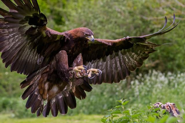 Golden eagles were once widespread across Scotland but the species has long been a target of persecution by humans