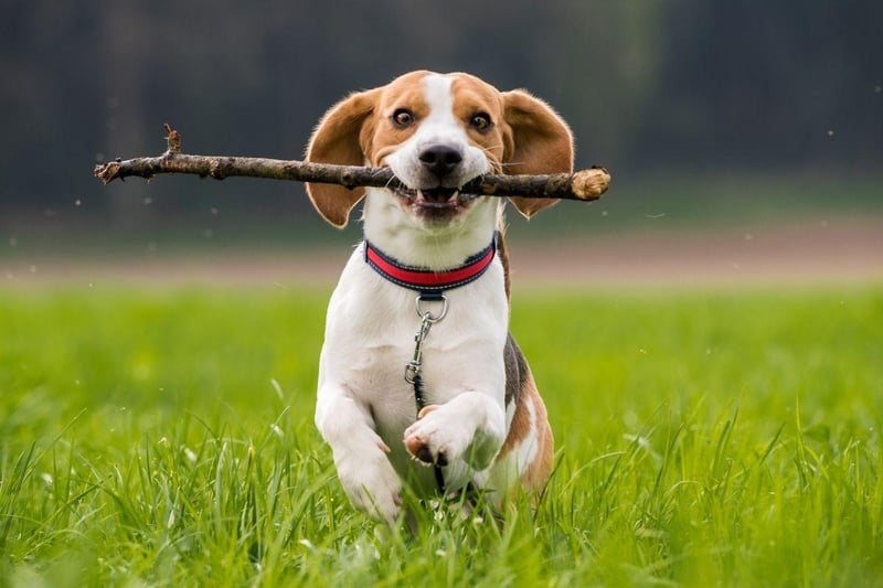 Developed primarily for hunting, the Beagle is now a popular pet with a keen sense of smell. The breed tends to stay healthy, with eye and hip problems only developing in later life.