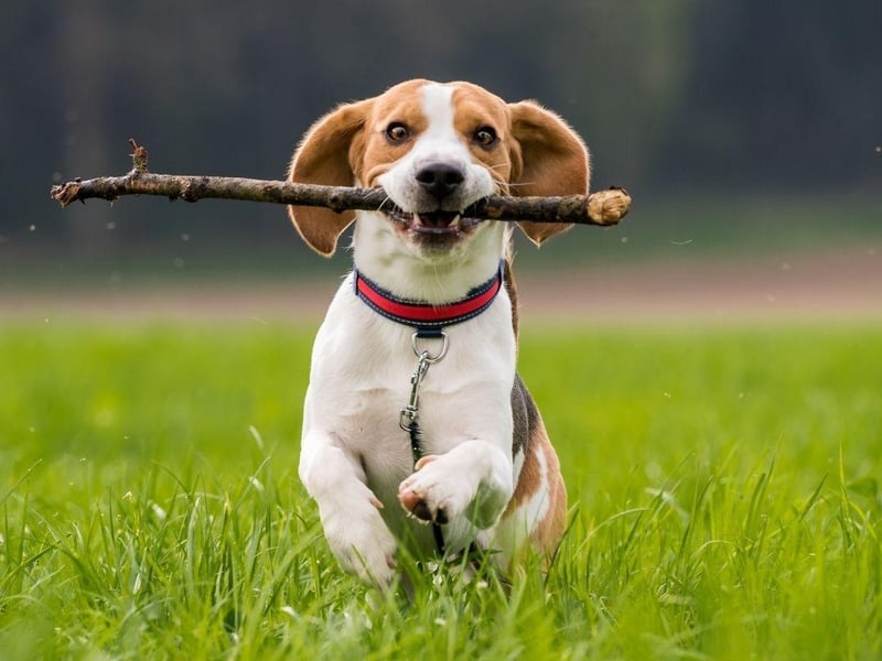 Developed primarily for hunting, the Beagle is now a popular pet with a keen sense of smell. The breed tends to stay healthy, with eye and hip problems only developing in later life.
