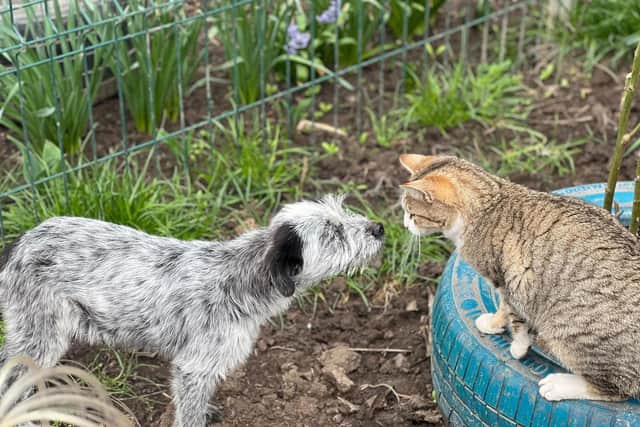 Alice and one of the cats at the Barking Mad Dog Rescue shelter