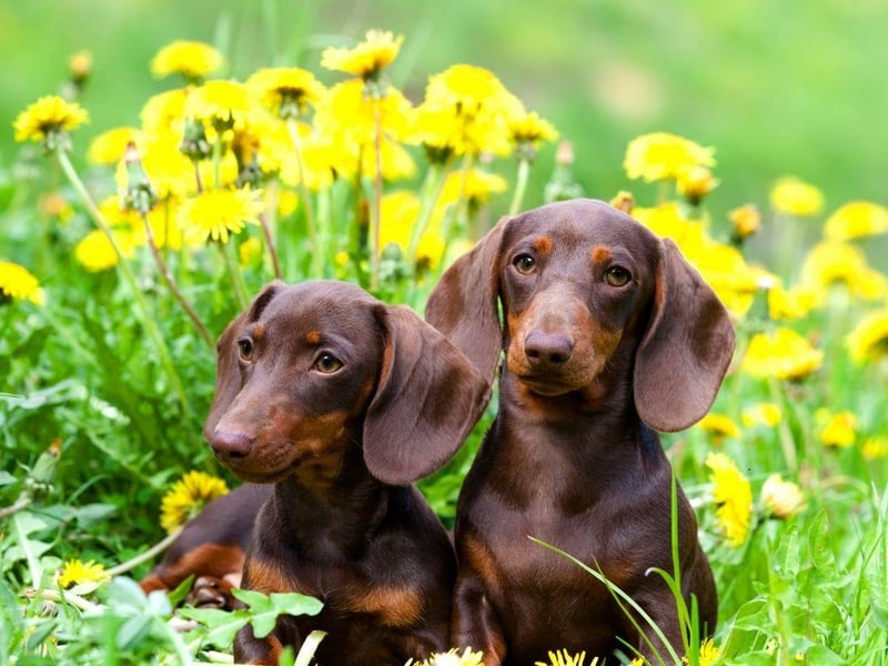 The independently minded (or, in other words, naughty) Dachshund needs a fair amount of exercise to stay healthy but, due to their tiny legs, what feels like a gently amble to you will feel like a marathon to them.