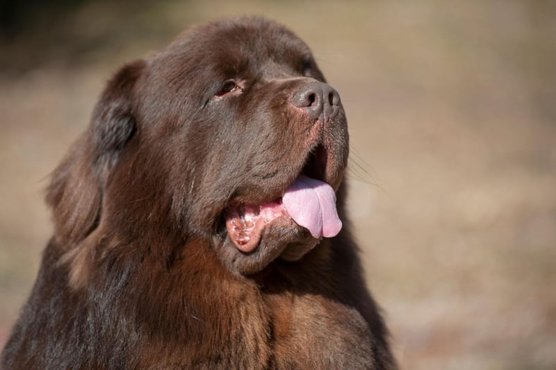 The Newfoundland is an enormous Canadian breed that is renowned for its drooling capabilities. They are calm and affectionate, but can make a fair mess of your home.