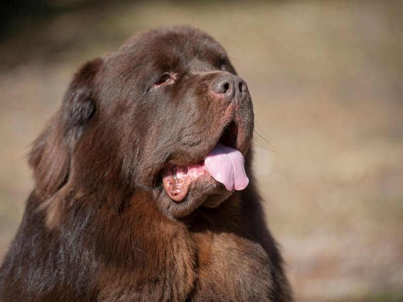 The Newfoundland is an enormous Canadian breed that is renowned for its drooling capabilities. They are calm and affectionate, but can make a fair mess of your home.