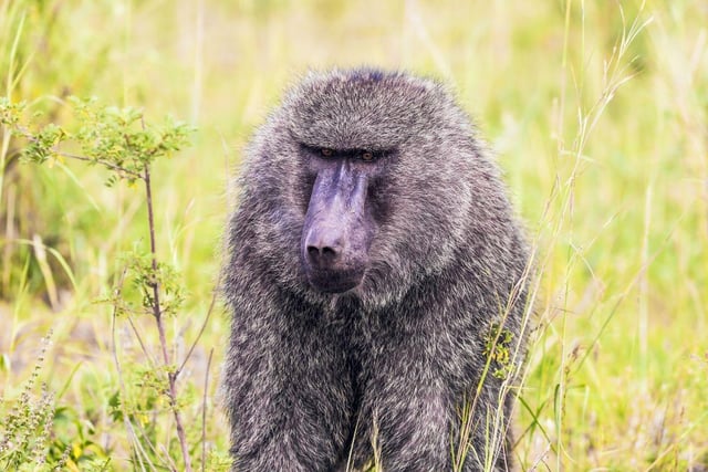 At the 2014 Alfred Dunhill Championship in South Africa, a golfer had to pause his round when a baboon chased him down the fairway.