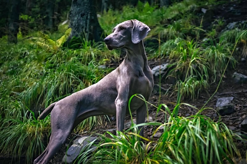 The Weimaraner needs plenty of exercise to stay happy and healthy but, short of a bath if they roll in something unpleasant, their velvety coat barely needs brushed.