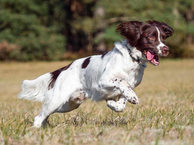 The first of two types of Springer, the English Springer Spaniel is a gun dog named after its talent for flushing - or springing - birds into the air from their hiding spots. They are very closely to the English Cocker Spaniel - just a century ago litters might have contained examples of both breeds.