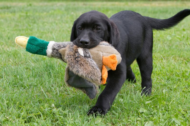 The king of the soft mouthed dogs, the Labrador Retriever has long been the top choice for hunters and holds the title of the world's most popular dog.