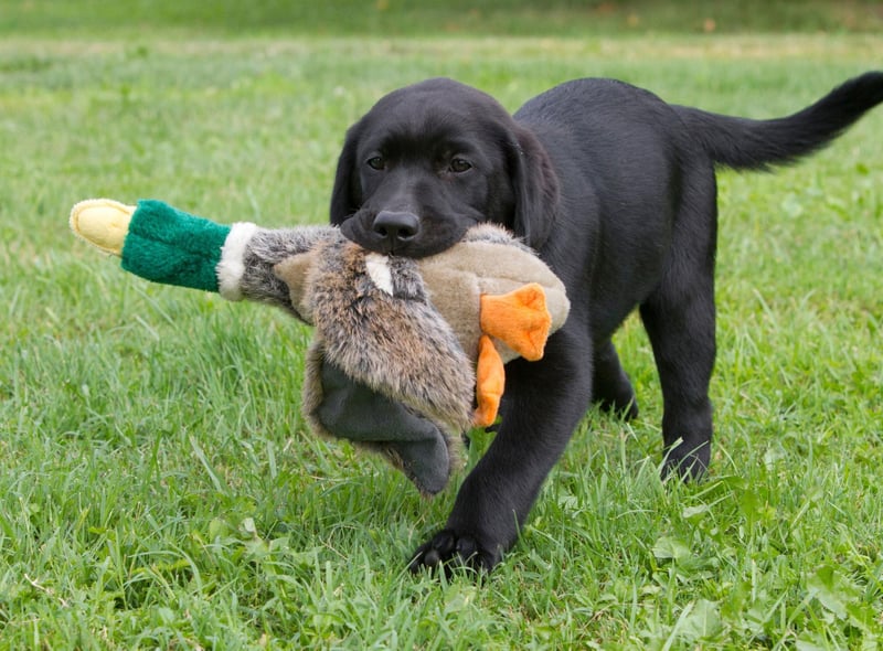 The king of the soft mouthed dogs, the Labrador Retriever has long been the top choice for hunters and holds the title of the world's most popular dog.