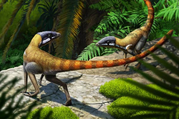 An artist's impression issued by Nature of a Scleromochlus taylori, which was roaming the Morayshire countryside more than 200 million years ago. (Photo: Gabriel Ugueto/Nature)