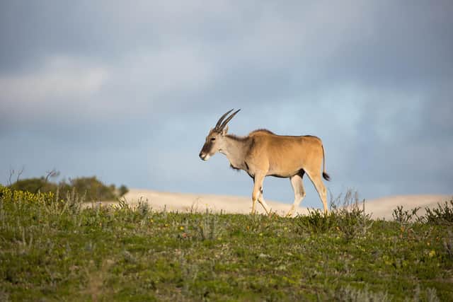 An eland in De Hoop National Park. Picture: PA Photo/iStock.