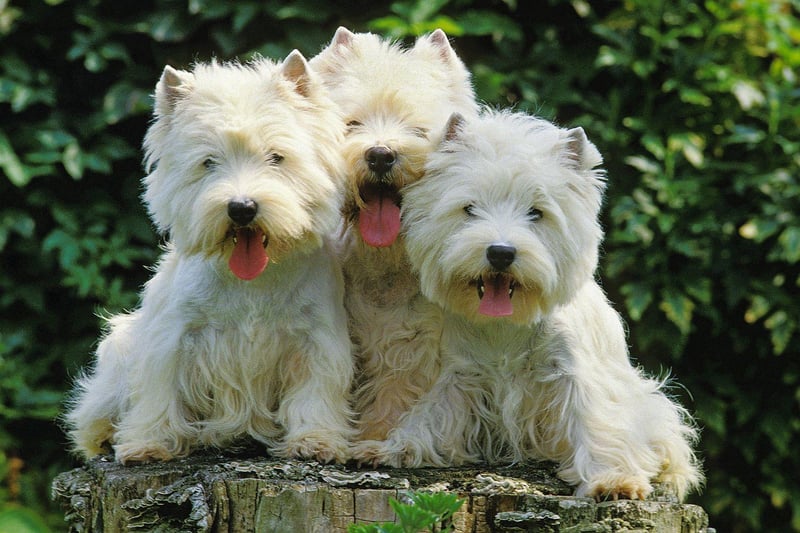 Scotland's own West Highland White Terrier, or Westie, is another Crufts hat-trick hero. They are a breed known for their bold and fun-loving nature.