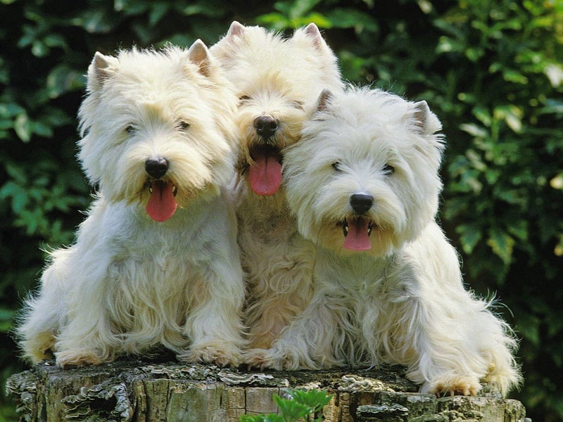 Scotland's own West Highland White Terrier, or Westie, is another Crufts hat-trick hero. They are a breed known for their bold and fun-loving nature.