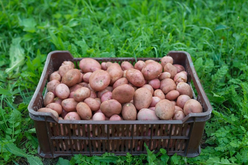 "How many tatties (potatoes) you got in that basket?" "Hunners! (hundreds)" The Scots are known for using their own words to explain measurement and the word "hunners" is used often to basically describe "a lot".