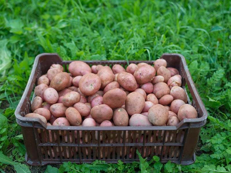 "How many tatties (potatoes) you got in that basket?" "Hunners! (hundreds)" The Scots are known for using their own words to explain measurement and the word "hunners" is used often to basically describe "a lot".