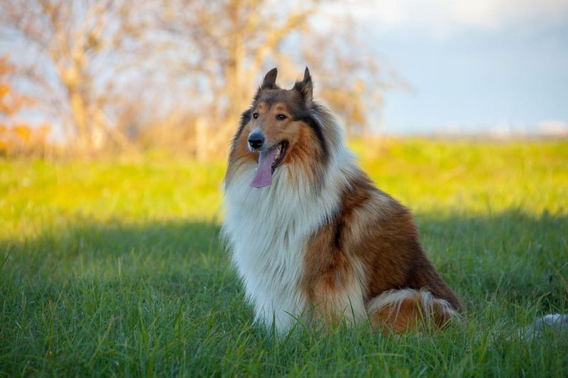 The elegant Rough Collie probably isn't what most people think of as being an aggressive dog. It came as a surprise to researchers from the University of Helsinki when they carried out a survey of 9,000 dog owners and found that this breed topped the table.