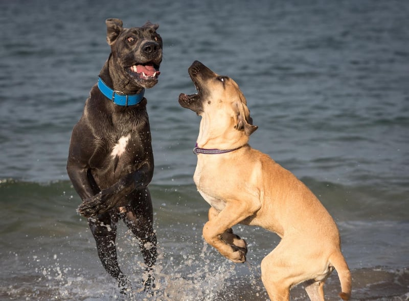 Great Danes used to be called the German Boarhound in the 18th century and were later marketed as the German Dogge or German Mastiff. Following increased tensions between Germany and other countries, the true place of the breed's origin was removed from the dog's name, and the Great Dane was created.