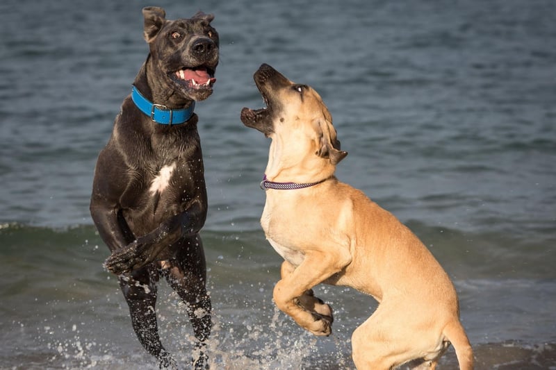 Great Danes used to be called the German Boarhound in the 18th century and were later marketed as the German Dogge or German Mastiff. Following increased tensions between Germany and other countries, the true place of the breed's origin was removed from the dog's name, and the Great Dane was created.