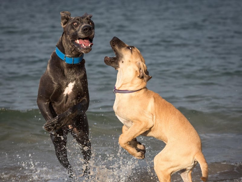 Great Danes used to be called the German Boarhound in the 18th century and were later marketed as the German Dogge or German Mastiff. Following increased tensions between Germany and other countries, the true place of the breed's origin was removed from the dog's name, and the Great Dane was created.