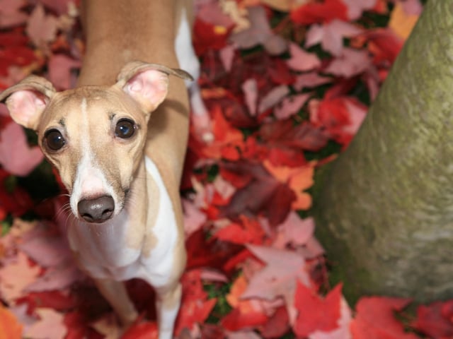 The Italian Greyhound is seeing a big rise in 2022, truly getting its time to shine. There’s been a massive 173% increase in monthly search volume from the start of the year, peaking at 130k searches in a month. They have a gentle personality and are highly affectionate. They don’t like to be left alone for long periods of time, much preferring the company of others.